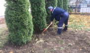 За попытку выкопать туи оштрафовали сотрудников ТОО в Алматы