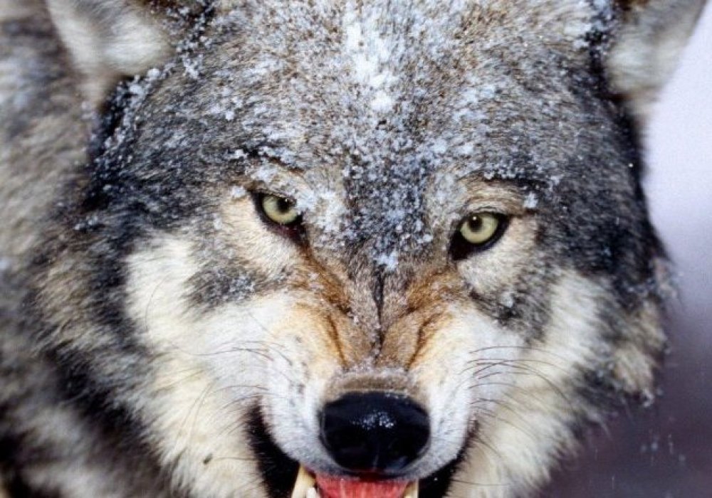 Кыргызстанка зарезала напавшего на мужа волка