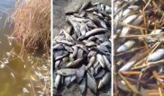 Массовая гибель рыбы в реке Сарысу: озвучены результаты исследования воды