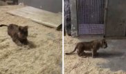 Львенок из алматинского зоопарка сдружился с кроликами