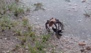 Схватка гигантского тарантула и черной осы попала на видео
