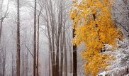 Аномально теплая погода сохранится в Казахстане