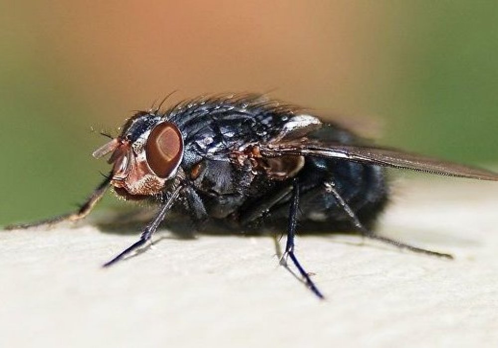 Фото: CC BY-SA 3.0 / Alvesgaspar / A blow-fly (Calliphora vicina)