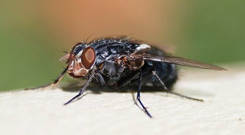 Фото: CC BY-SA 3.0 / Alvesgaspar / A blow-fly (Calliphora vicina)
