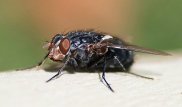 Опаснее, чем кажутся: ученые объяснили, почему нужно бояться мух