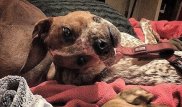"Бедная собака". В соцсетях обсуждают новую оптическую иллюзию