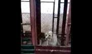 Скотомогильник с собаками поверг в шок волонтеров в Алматинской области