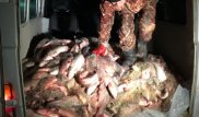Браконьеров с 500 килограммами рыбы задержали в Атырауской области