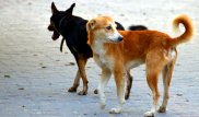 2 алматинца погибли от болезней после заражения от животных