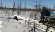 Переехавшие медведя на грузовиках в Якутии признали свою вину