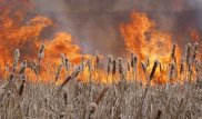 Крупный пожар на побережье Алаколя выжег около 3 тысяч гектаров земли
