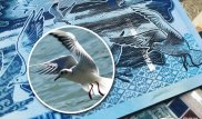 Не буду поднимать этот досадный вопрос - фотограф о чайке на 500 тенге