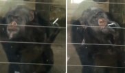 Видео курящей обезьяны в зоопарке появилось в соцсетях