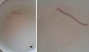 Воду из-под кранов в Актау проверяют на паразитов после шокирующей находки