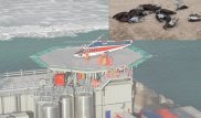 За гибель жаворонков на Кашагане нефтяникам предъявили претензии