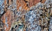 Редкие кадры: Фотограф запечатлел охоту снежного барса