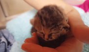 В ЮАР родился котенок с двумя мордочками