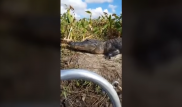 Прыжок аллигатора в лодку с туристами попал на видео