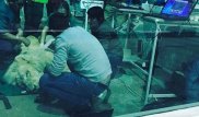 В алматинском зоопарке умер лев Хан