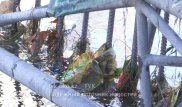 В Шымкенте в реке нашли тело младенца