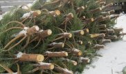 613 елок изъяли у "черных" лесорубов в Казахстане