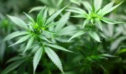 Марихуану во флаконе от парфюма пытался провезти из Казахстана россиянин