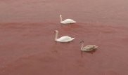 Вода на побережье Актау окрасилась в красный цвет