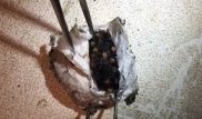 Рождение смертельно опасных пауков сняли на видео