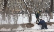 Зимнюю "посадку" деревьев объяснили в акимате Алматы