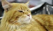 Кот получил в наследство 30 тысяч евро в Италии