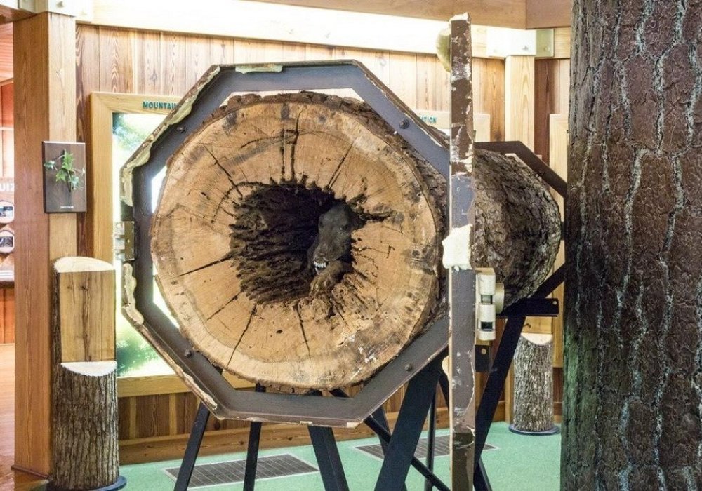 Лесорубы спилили дерево и нашли внутри собаку, пропавшую 20 лет назад