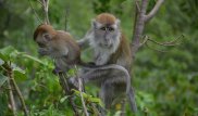 Ученые впервые клонировали обезьяну