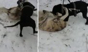 Участников видео, на котором питбуль отрывает лапу собаке, ищет МВД