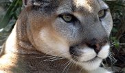 Один из видов животных официально признали вымершим