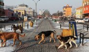 Ученые рассказали, каких людей чаще всего кусают собаки