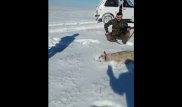 Подстреленный в казахстанской степи волк набросился на охотников