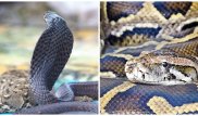 Фотограф заснял последнюю схватку питона и королевской кобры