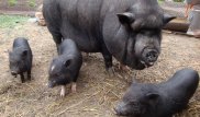 Голодные свиньи съели 80-летнего пенсионера