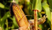 Ученые доказали пользу генно-модифицированной кукурузы