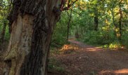 Рощу Баума в Алматы планируют благоустроить