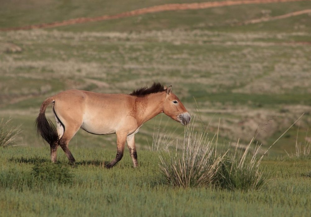 Лошадь Пржевальского. Фото: flickr.com