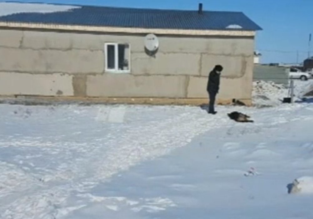 Овчарка загрызла ребенка своих хозяев в Акмолинской области