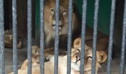 Массовая гибель животных? В шымкентском зоопарке разразился скандал