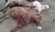 Собаки загрызли больше 20 голов скота в Мангистауской области 