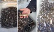 В водоемах под Астаной массово гибнет рыба