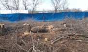 Бизнесмен предоставил проверяющим поддельный документ на вырубку деревьев в Алматы