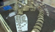 "Казахстанозавром" назвали найденного в ЗКО динозавра