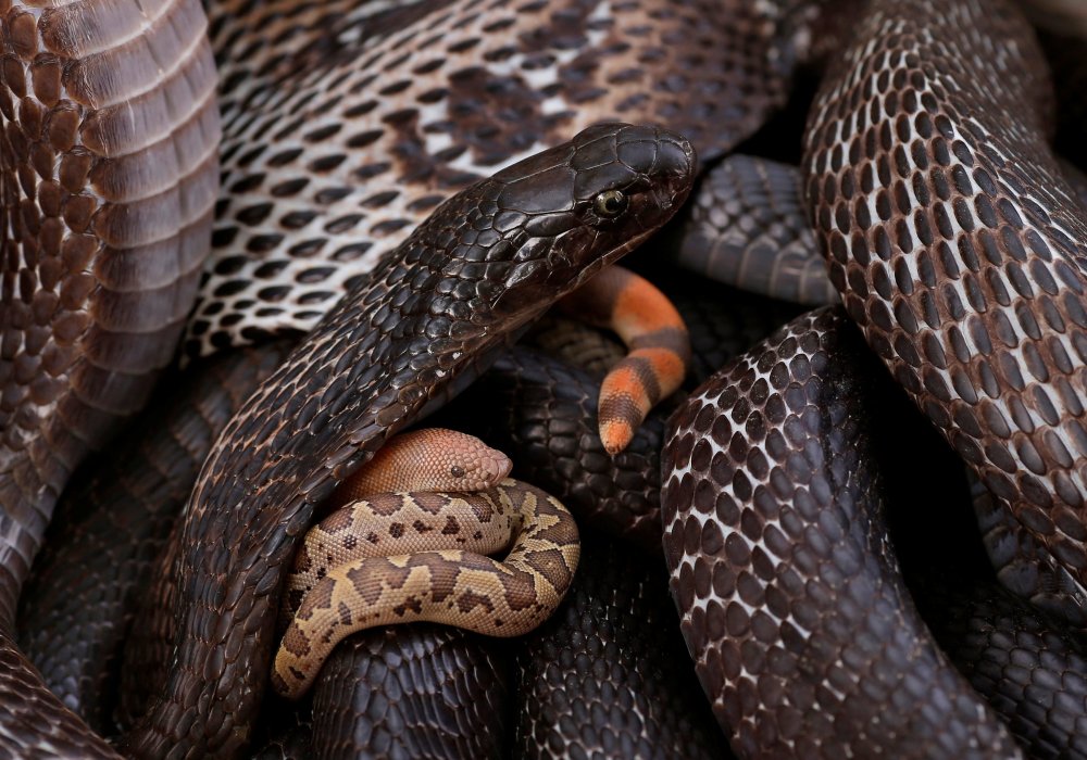 Уникальную двухголовую змею нашли в США