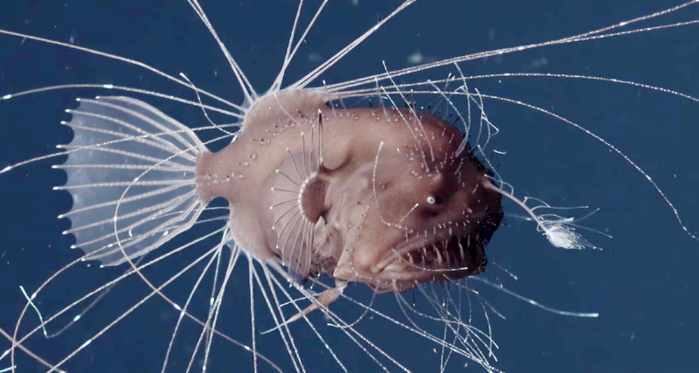 Впервые снятое на видео спаривание морских чертей удивило  биологов