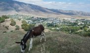 Скандал из-за ослиного мяса разгорелся в Узбекистане